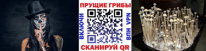 Купить где  Георгиевск  Галлюциногенные грибы Psilocybe 